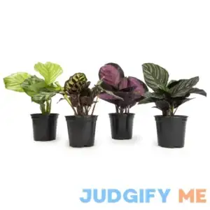 Calathea Prayer Plants Live House Plants Kit Calathea Plant Live Indoor Plants Live Houseplants