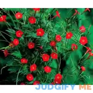 Cardinal Climber Vine Hummingbirds Love This Vine jocad