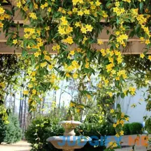 Carolina Jasmine