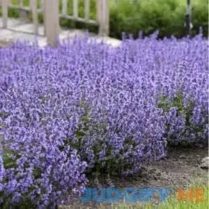 Cat's Pajamas Catmint - 1 Gallon Container