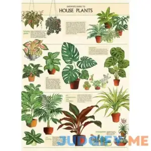 Cavallini & Co. House Plants Wrap & Poster