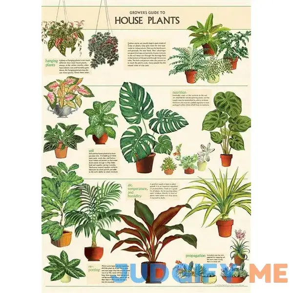Cavallini & Co. House Plants Wrap & Poster Cavallini & Co. House Plants Wrap & Poster