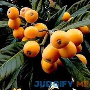 Chuxay Garden 10 Loquat Fruit Seeds Japanese Plum Pipa Evergreen Shrub Tree Sweet Fruit Relieve Cough and Promote Fluid Gardening Gifts