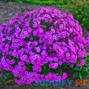 Cloudburst Garden Phlox Live Bareroot Perennial Plant