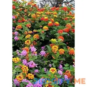 Clovers Garden Mosquito Repellent Lantana Camara Flowering Plants