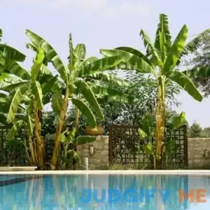 Cold Hardy Banana Tree