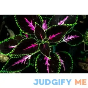 Coleus Kong Red Seeds 10 Rare Seeds for Planting Vibrant Blooms