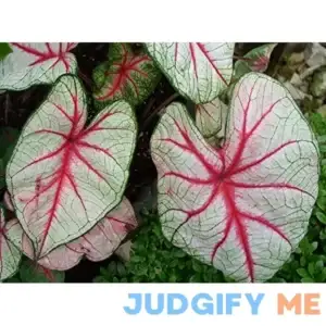 Colorful Shade Loving Fancy Caladium White Christmas Bulbs for Growing Your Own Caladium Plants