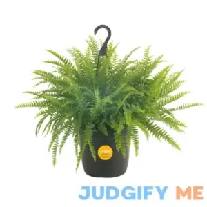 Costa Farms Boston Fern House Plant in 10-in Pot