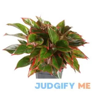Costa Farms Live Indoor Multicolor Chinese Evergreen