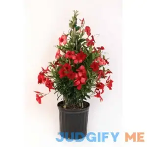 Costa Farms Mandevilla in 10-in Pot L-MVG-G-POT-01-LW