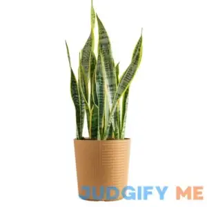 Costa Farms Plants with Benefits Live Plant Sansevieria Snake Plant in 10in Decor Pot