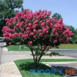 Crape Myrtle Tree Seeds (Lagerstroemia indica) 50+Seeds