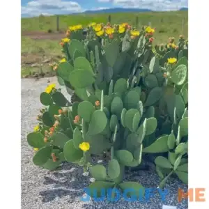 Creation Cultivated - Live "Spineless Prickly Pear Cactus" - Opuntia cacanapa "Ellisiana" (1 PAD Cutting) / Winter Hardy Cactus - USDA Zone 6 /