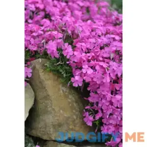 Creeping Phlox Buy 1 Get 1 Free