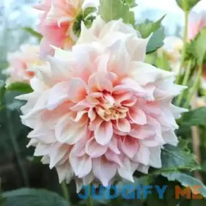 Dahlia Dinnerplate Break Out - 2 tuber clumps - Longfield Gardens