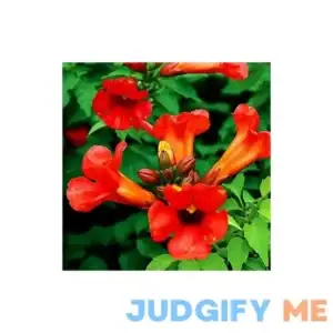 Dark Red Hummingbird Trumpet Vine Seeds Hardy Hummingbirds Love It jocad