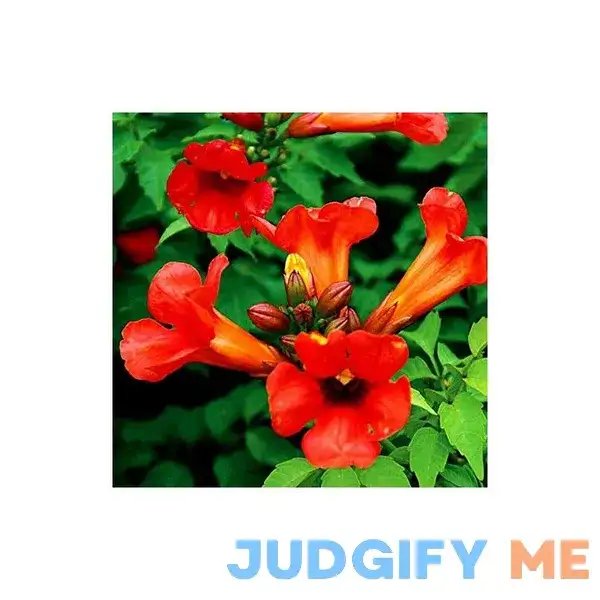 Dark Red Hummingbird Trumpet Vine Seeds Hardy Hummingbirds Love It jocad Dark Red Hummingbird Trumpet Vine Seeds Hardy Hummingbirds Love It jocad