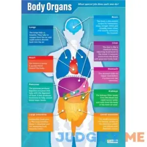 Daydream Education Body Organs Poster