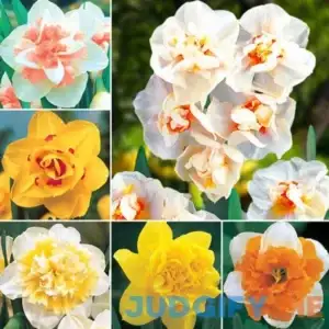 Deluxe Double Daffodil Collection 30 Per Package Mixed
