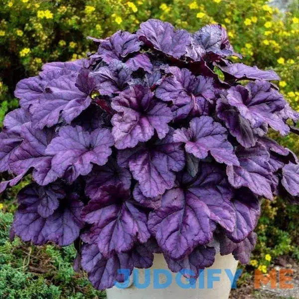 Dolce Wildberry Heuchera - 1 Gallon Pot Dolce Wildberry Heuchera - 1 Gallon Pot