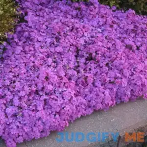'Drummond's Pink' Creeping Phlox | One Quart