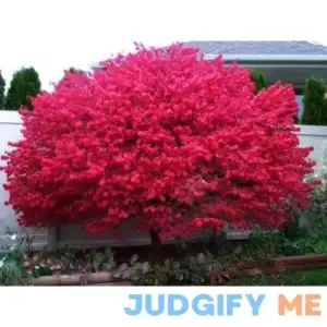 Dwarf Burning Bush 4" Hardy Shrub (Euonymus alatus)