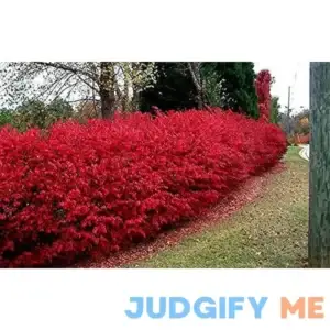 Dwarf Burning Bush Live Plant