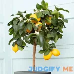 Dwarf Improved Meyer Lemon Tree - Height: 2 - 3 FT