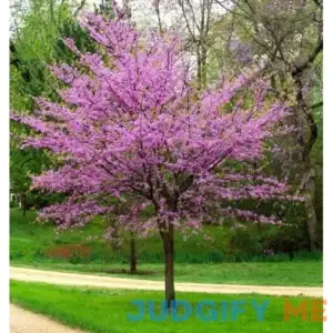 Eastern Redbud Tree