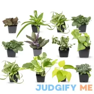 Easy to Grow Houseplants Live House Plants in Plant Containers Growers Choice Plant Set in Planters with Potting Soil Mix
