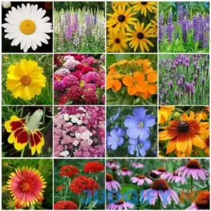 Eden Brothers All Perennial Wildflower Mixed Seeds for Planting