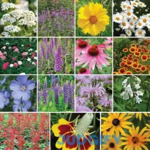 Eden Brothers Deer Resistant Wildflower Seed Mix