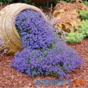 Eden Brothers Lobelia Seeds Blue Carpet Packet