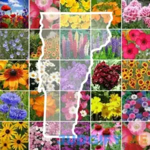 Eden Brothers Wildflower Seed Mix