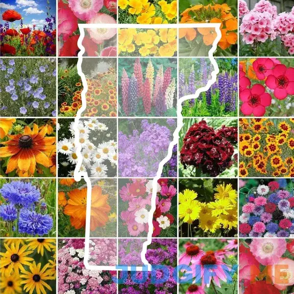 Eden Brothers Wildflower Seed Mix Eden Brothers Wildflower Seed Mix