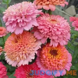 Eden Brothers Zinnia Seeds Cupcakes Pink Mix