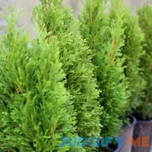 Emerald Petite Arborvitae - 1 Gallon Pot - Evergreen