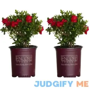 Encore Azalea Red Autumn Bonfire Azalea Flowering Shrub in 1-Gallon Pot 2-Pack