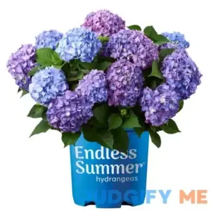 Endless Summer Bloomstruck Hydrangea Shrub