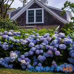 Endless Summer The Original Reblooming Hydrangea