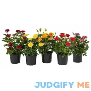 Expert Gardener 4" Minirose each