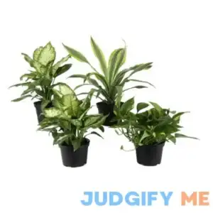Expert Gardener Live Indoor Plant 12in Tall Green Assorted Foliage in 6in Grower Pot