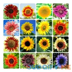 Ficoszo 1000+ Sunflower Seeds for Planting Heirloom Non-GMO Bulk Package of 15 Varieties Mix Seeds