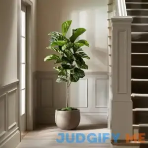Fiddle Leaf Fig for Sale | PlantologyUSA.com Large 3-4 Feet