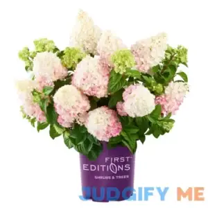 First Editions 3 Gal. Vanilla Strawberry Hydrangea Shrub