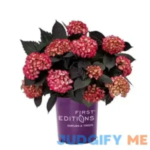 First Editions Eclipse Bigleaf Hydrangea