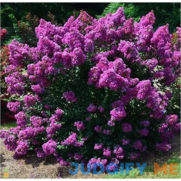 First Editions Purple Magic Dwarf Crape Myrtle - Live Plant - Full Gallon Pot First Editions Purple Magic Dwarf Crape Myrtle - Live Plant - Full Gallon Pot