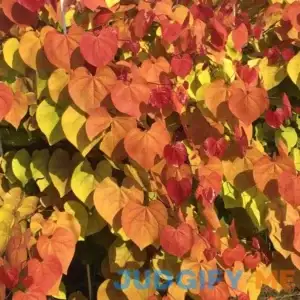 Flame Thrower Redbud Zone 5-9