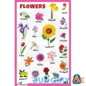 Flowers - Thick Laminated Primary Chart